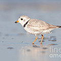 Piping Plover II