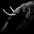 Portrait of Elephant in black and white