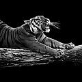 Portrait of Tiger in black and white