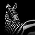 Portrait of Zebra in black and white II