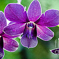 Purple Orchids Photograph by Crystal Wightman
