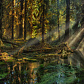 Rain Forest Sunbeams Photograph by Mary Jo Allen