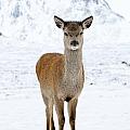 Red Deer in snow