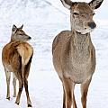 Red Deer in the snow