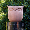 Red Owl at Temple