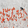 Red-winged Blackbird Photograph by Steven Ralser