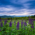 Sampler Field Lupine