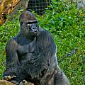 Silverback Gorilla 