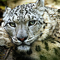 Snow Leopard