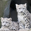 Snow Leopard Cubs