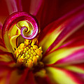 Spiral