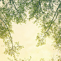 spring green IV