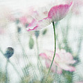 suffused with light III