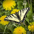 Swallowtail Butterfly