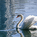 Swan