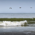 Ten Pelicans Photograph by Steven Sparks