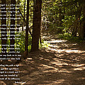 The Road Not Taken - Robert Frost Path in the Woods