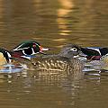 Trio Photograph by Jim E Johnson