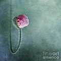 Trust in yourself by Priska Wettstein