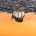 Waterhole Sunset - Springbok Antelope Photograph Photograph by Duane Miller