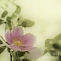 where the wild roses grow