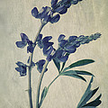 wild lupine