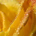 Yellow Rose Dew