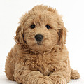 Goldendoodle Puppy