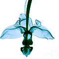 Orchid Flower