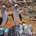Blue-footed Boobies on rock 