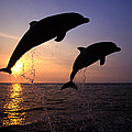 Silhouette of two bottlenose dolphins leaping out of the water at sunset