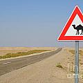 Camels crossing road sign