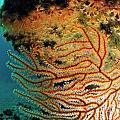 Gorgonian fan and ocean floor by Sami Sarkis Photography