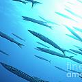 School of Striped Barracudas by Sami Sarkis Photography