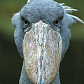 Shoebill Balaeniceps Rex Portrait