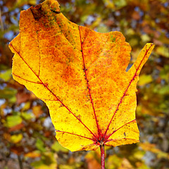 Amfmgirl Photography