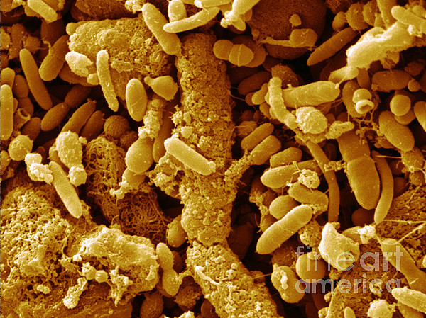 Visible Bacteria In Stool