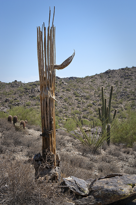 Saguaro Skeleton #1 Jigsaw Puzzle