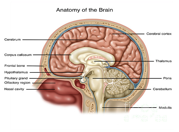 anatomy-of-brain-illustration-
