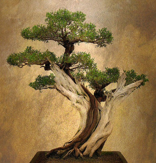 Asian Bonsai Jigsaw Puzzle