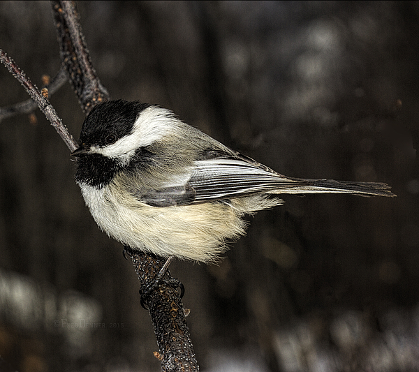 Wilderness Photographs