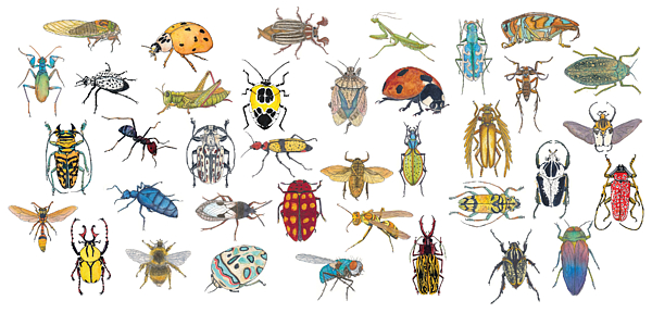 Insects Art