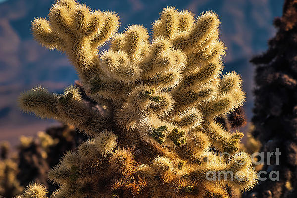 Joshua Tree National Park Art