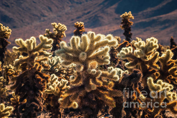 Joshua Tree National Park Art