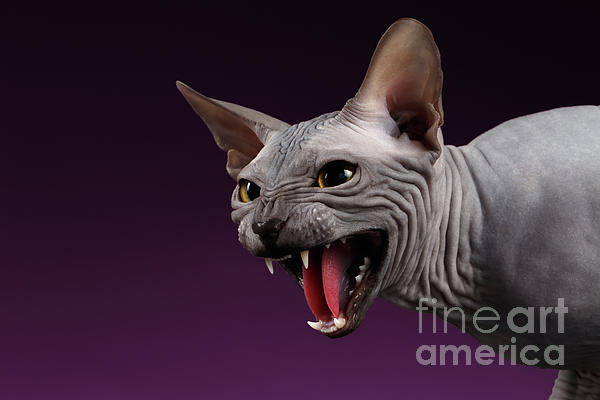Close-up Aggressive Sphynx Cat Hisses on purple Jigsaw Puzzle by