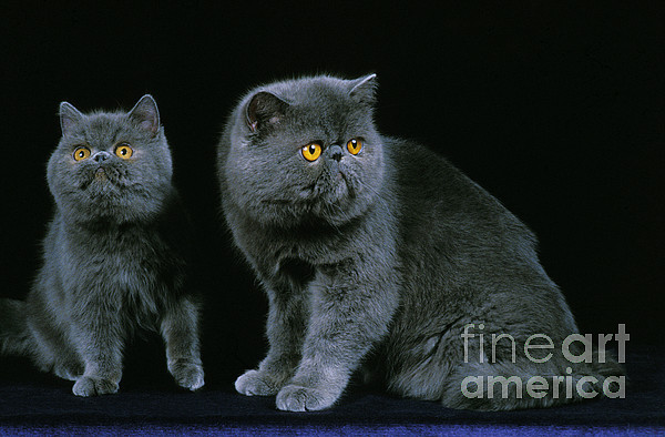 Exotic Shorthair Domestic Cats Greeting Card by Gerard Lacz