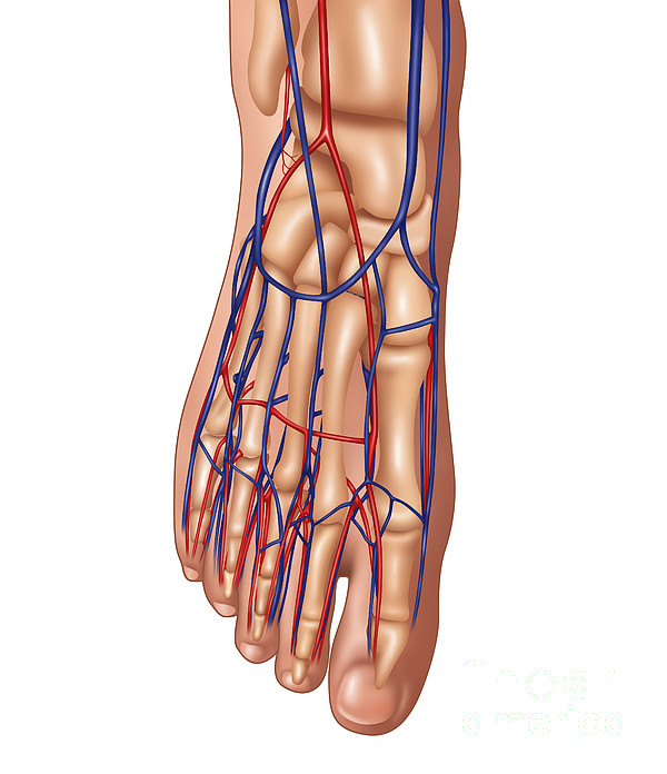 Foot Anatomy, Illustration Greeting Card by Gwen Shockey