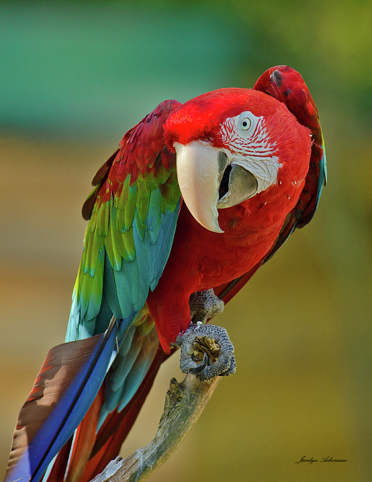 Macaw Photographs