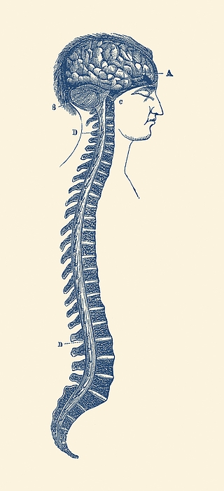Human Spinal Cord And Brain Diagram - Vintage Anatomy by Vintage ...