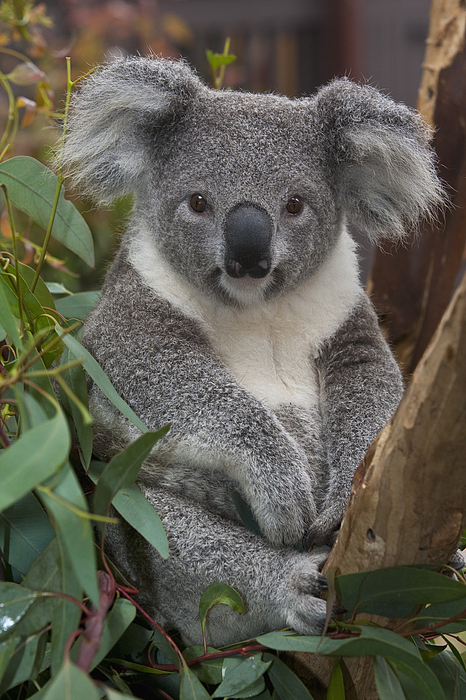 Koala Coffee Mug by Zssd - Animals and Earth